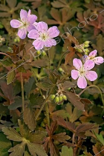 Biosphoto | 1077385 | Geranium maculatum Espresso | &copy; Elburg Botanic Media / Visions Pictures / Biosphoto
