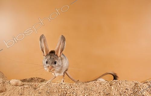 Biosphoto | 2407977 | Gerboise à longues oreilles (Euchoreutes naso) debout dans le sable. Pays d'origine: Mongolie | &copy; Aleksey Volkov / Biosphoto