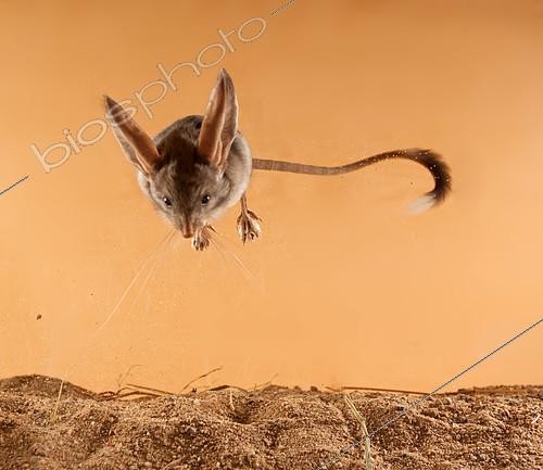 Biosphoto | 2407978 | Gerboise à longues oreilles (Euchoreutes naso) sautant dans le sable. Pays d'origine: Mongolie | &copy; Aleksey Volkov / Biosphoto