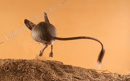 Biosphoto | 2407980 | Gerboise à longues oreilles (Euchoreutes naso) sautant dans le sable. Pays d'origine: Mongolie | &copy; Aleksey Volkov / Biosphoto