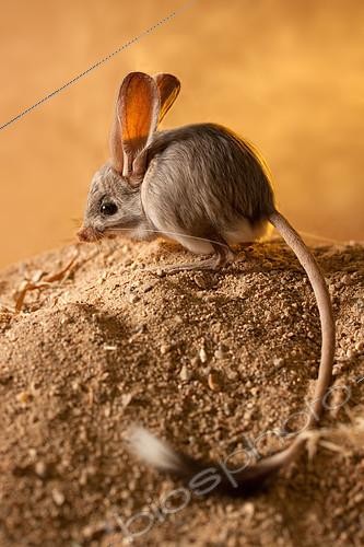 Biosphoto | 2407984 | Gerboise à longues oreilles (Euchoreutes naso) dans le sable. Pays d'origine: Mongolie | &copy; Aleksey Volkov / Biosphoto