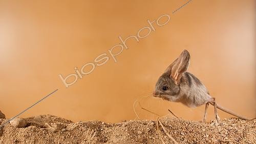 Biosphoto | 2407976 | Gerboise à longues oreilles (Euchoreutes naso) se préparant à sauter. Pays d'origine: Mongolie | &copy; Aleksey Volkov / Biosphoto