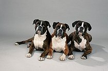 Biosphoto | 1462512 | German Boxer, yellow and golden brindled | &copy; Arco Images / Wegner Petra / imageBROKER / Biosphoto