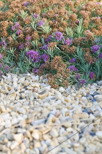 Biosphoto | 2034145 | Germander in bloom in a mediterranean garden | &copy; Marc Chatelain / Biosphoto