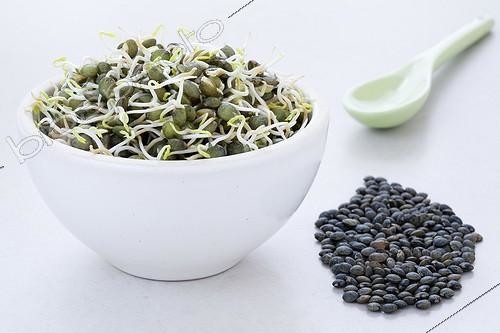 Biosphoto | 917601 | Germinated greens du Puy in a bowl | &copy; Frédérique Bidault / Biosphoto
