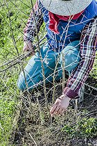 Biosphoto | 2452252 | Ggardener removing last year's asparagus stems to make way for young shoots. | &copy; Jean-Michel Groult / Biosphoto