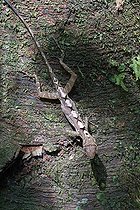Biosphoto | 2395117 | Ghost Anole (Norops lemurinus) on a trunk, Costa Rica | &copy; Jean-François Noblet / Biosphoto