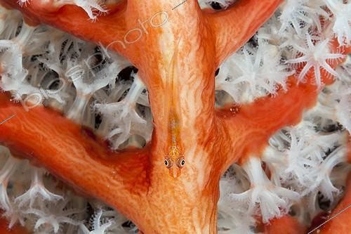Biosphoto | 2032655 | Ghost Goby in Soft Coral - Triton Bay West Papua | &copy; Reinhard Dirscherl / Biosphoto