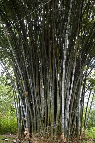 Biosphoto | 620811 | Giant Bamboos Peradeniya Botanical Gardens Kandy | &copy; Michel Gunther / Mau / Biosphoto