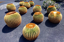 Biosphoto | 2608962 | Giant barrel cactus, golden barrel cactus, Echinocactus platyacanthus (native to Mexico). Cactus garden on the island of Lanzarote, Canary Islands; Rehabilitation of an old volcanic rock quarry by César Manrique, an architect native to the island, Lanzarote, Canary Islands, Spain, Europe | &copy; Sylvain Cordier / Biosphoto