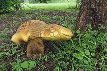 Biosphoto | 1337832 | Giant bolete in the Kruger NP in RSA | &copy; Alain Mafart-Renodier / Biosphoto