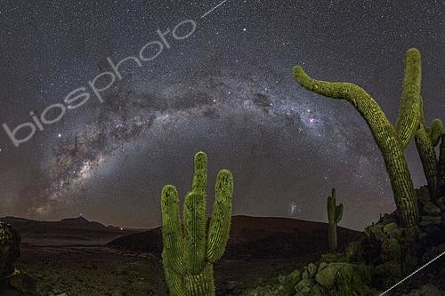 Biosphoto | 2624461 | Giant cacti of the Atacama Desert under the Milky Way, on the left, in Sagittarius, the galactic center is topped by the bright Jupiter, with Saturn on the horizon, just above the Licancabur volcano (5916m). In the center, the constellation Centaurus and its two bright stars are accompanied at the top of the image by Omega Centauri, the brightest globular cluster in the sky. Further to the right, the Southern Cross is near the dark Coal Sack nebula. Rising on the horizon between the two cacti is the Large Magellanic Cloud, a satellite galaxy of the Milky Way. Guatin, Atacama Desert, Chile. | &copy; Philippe Jacquot / Biosphoto