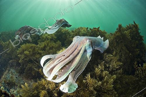 Biosphoto | 2087313 | Giant Cuttlefish (Sepia apama), mating display, South Australia | &copy; Tobias Bernhard Raff / Biosphoto