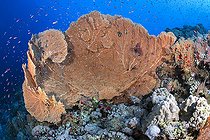 Biosphoto | 2583304 | Giant gorgonians of the genus Annella. Coral reef. Ras Muhammad National Park (Sharm Al Sheikh - Raas Mohammed) and Tiran Strait. Sinai Peninsula. Red Sea, Egypt. | &copy; Sergio Hanquet / Biosphoto