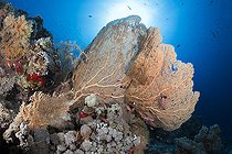 Biosphoto | 2583310 | Giant gorgonians of the genus Annella. Coral reef. Ras Muhammad National Park (Sharm Al Sheikh - Raas Mohammed) and Tiran Strait. Sinai Peninsula. Red Sea, Egypt. | &copy; Sergio Hanquet / Biosphoto