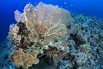 Biosphoto | 2583323 | Giant gorgonians of the genus Annella. Coral reef. Ras Muhammad National Park (Sharm Al Sheikh - Raas Mohammed) and Tiran Strait. Sinai Peninsula. Red Sea, Egypt. | &copy; Sergio Hanquet / Biosphoto