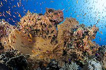 Biosphoto | 2583306 | Giant gorgonians of the genus Annella, soft coral Dendronephthya and lyretail anthias (Pseudanthias squamipinnis). Coral reef. Ras Muhammad National Park (Sharm Al Sheikh - Raas Mohammed) and Tiran Strait. Sinai Peninsula. Red Sea, Egypt. | &copy; Sergio Hanquet / Biosphoto