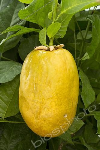 Biosphoto | 2446097 | Giant granadilla (Passiflora quadrangularis), fruit | &copy; Frédéric Tournay / Biosphoto
