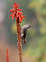 Biosphoto | 2608844 | Giant Hummingbird (Patagona gigas) feeding on flowers, Peru | &copy; Ignacio Yufera / Biosphoto