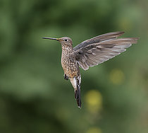 Biosphoto | 2608843 | Giant Hummingbird (Patagona gigas) , hovering, Peru | &copy; Ignacio Yufera / Biosphoto