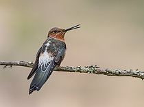 Biosphoto | 2608842 | Giant Hummingbird (Patagona gigas) on a branch, Peru | &copy; Ignacio Yufera / Biosphoto