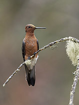 Biosphoto | 2608841 | Giant Hummingbird (Patagona gigas) with pollen in forehead, Peru | &copy; Ignacio Yufera / Biosphoto
