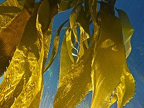 Biosphoto | 2489284 | Giant kelp forest (Macrocystis pyrifera), Isla de Los Estados (Staten Island), Argentina. This is part of an ecological and historical reserve that has been off limits to tourism since 1923. | &copy; VWPics / Stocktrek Images / Biosphoto