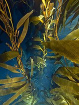 Biosphoto | 2489285 | Giant kelp forest (Macrocystis pyrifera), Isla de Los Estados (Staten Island), Argentina. This is part of an ecological and historical reserve that has been off limits to tourism since 1923. | &copy; VWPics / Stocktrek Images / Biosphoto