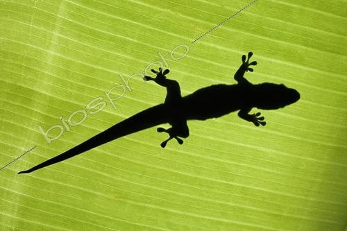 Biosphoto | 291425 | Giant Madagascar Day gecko on leaf Madagascar | &copy; Martin Harvey / Biosphoto