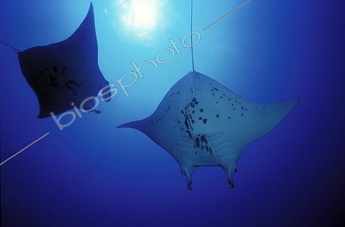 Biosphoto | 498790 | Giant mantas swimming in Rangiroa atoll | &copy; Yves Lefèvre / Biosphoto
