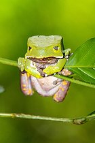 Biosphoto | 2035402 | Giant Monkey Frog on stem - Atlantic Forest Brazil | &copy; Óscar Díez Martínez / Biosphoto