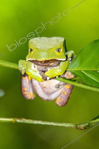 Biosphoto | 2035402 | Giant Monkey Frog on stem - Atlantic Forest Brazil | &copy; Óscar Díez Martínez / Biosphoto