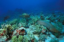 Biosphoto | 981134 | Giant Moray and Leopard Grouper in Coral Reef, Ras Mohammed, Sinai, Red Sea, Egypt | &copy; Borut Furlan / WaterFrame / Biosphoto