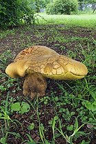 Biosphoto | 1337831 | Giant mushroom in the Kruger NP in RSA | &copy; Alain Mafart-Renodier / Biosphoto
