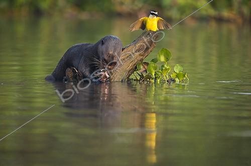 Biosphoto | 1852414 | Giant otter eating a fish in water Pantanal Brazil | &copy; Berndt Fischer / Biosphoto