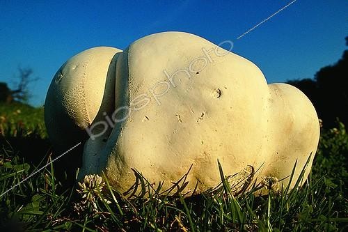Biosphoto | 111882 | Giant Puffball in a pasture France | &copy; Dominique Delfino / Biosphoto