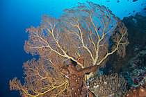 Biosphoto | 2622022 | Giant Sea Fan (Annella mollis), dive at Pura Ganasha, Menjangan, Bali, Indonesia. | &copy; Jean Cassou / Biosphoto