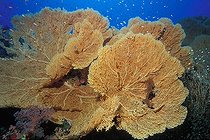 Biosphoto | 981113 | Giant Sea Fan, Ras Mohammed, Sinai, Red Sea, Egypt | &copy; Borut Furlan / WaterFrame / Biosphoto
