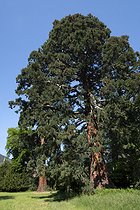 Biosphoto | 2601741 | Giant Sequoia (Sequoiadendron giganteum), the largest in continental Europe, 43 m high, Windeck estate park, Ottrott, Bas-Rhin, France | &copy; Denis Bringard / Biosphoto