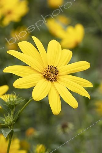 Biosphoto | 2464331 | Giant sunflower (Helianthus giganteus) flower | &copy; Frédéric Tournay / Biosphoto
