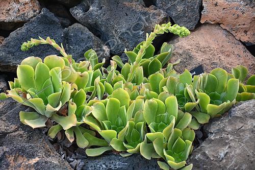 Biosphoto | 2470483 | Giant velvet rose (Aeonium canariense), native to Tenerife, Canary islands | &copy; David Massemin / Biosphoto