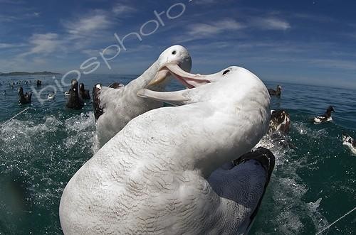 Biosphoto | 2050042 | Gibson's albatross fighting over food - Kaikoura New Zealand | &copy; David Tipling / Biosphoto