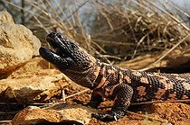 Biosphoto | 1249139 | Gila monster on rocks and dry grass | &copy; Daniel Heuclin / Biosphoto