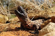 Biosphoto | 1249141 | Gila monster on rocks and dry grass | &copy; Daniel Heuclin / Biosphoto