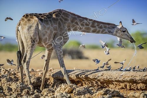 Biosphoto | 2495715 | Girafe d'Angola (Giraffa camelopardalis angolensis) buvant à un point d'eau, parc national d'Etosha, Namibie | &copy; Matthias Graben / imageBROKER / Biosphoto