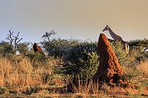 Biosphoto | 2601812 | Girafe d'Angola (Giraffa camelopardalis angolensis) passant derrière une termitière, Ombokoro mountains , Otjozondjup, Namibie, Afrique | &copy; Alain Roux / Biosphoto