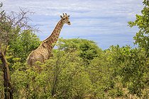 Biosphoto | 2601895 | Girafe d'Angola (Giraffa camelopardalis angolensis) dans la savane, Etosha national Park, Namibie, Afrique | &copy; Alain Roux / Biosphoto