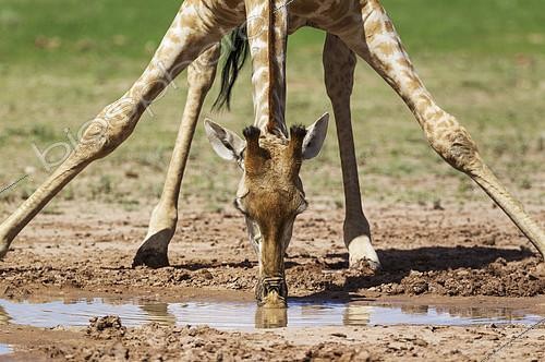 Biosphoto | 2133956 | Girafe australe (Giraffa giraffa giraffa), femelle buvant à une mare d'eau de pluie dans le lit de la rivière Auob. Pendant la saison des pluies dans un environnement verdoyant. Désert du Kalahari, Kgalagadi Transfrontier Park, Afrique du Sud. | &copy; Thomas Dressler / Biosphoto