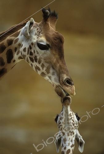 Biosphoto | 2699 | Girafe et son girafon | &copy; Jean-Michel Labat / Biosphoto