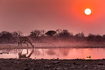 Biosphoto | 2122646 | Girafe (Giraffa Camelopardalis ) buvant au point d'eau au lever du soleil ,Namibie, Etosha national parc /Giraffe (Giraffa Camelopardalis) drinking at the waterhole at sunrise , Namibia, Etosha national park | &copy; Tonino De Marco / Biosphoto